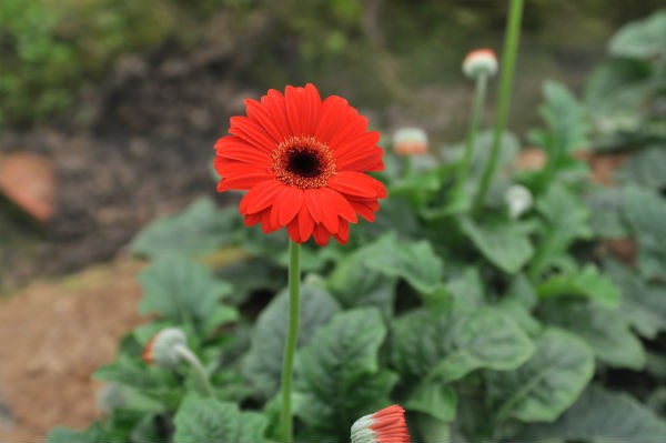 Tay Tuu flower village in Spring  - ảnh 9